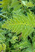 JOHN MASSEY GARDEN, ASHWOOD NURSERIES, WORCESTERSHIRE; GREEN LEAVES, FOLIAGE OF FERNS, POLYPODIUM CAMBRICUM RICHARD KAYSE