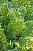 JOHN MASSEY GARDEN, ASHWOOD NURSERIES, WORCESTERSHIRE; GREEN LEAVES, FOLIAGE OF FERNS, POLYPODIUM CAMBRICUM RICHARD KAYSE