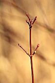 JOHN MASSEY GARDEN, ASHWOOD NURSERIES, WORCESTERSHIRE: ORANGE, BROWN STEMS OF ACER PALMATUM HERBSTFEUER, SHRUBS