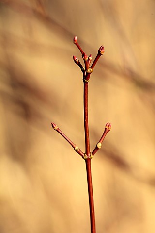 JOHN_MASSEY_GARDEN_ASHWOOD_NURSERIES_WORCESTERSHIRE_ORANGE_BROWN_STEMS_OF_ACER_PALMATUM_HERBSTFEUER_