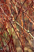 JOHN MASSEY GARDEN, ASHWOOD NURSERIES, WORCESTERSHIRE: MARCH, BROWN STEMS, BRK, SPIKES, SPIKEY OF BERBERIS SIEBOLDII, SHRUBS