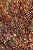 JOHN MASSEY GARDEN, ASHWOOD NURSERIES, WORCESTERSHIRE: MARCH, BROWN STEMS, BRK, SPIKES, SPIKEY OF BERBERIS SIEBOLDII, SHRU