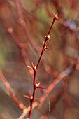 JOHN MASSEY GARDEN, ASHWOOD NURSERIES, WORCESTERSHIRE: MARCH, BROWN STEMS, BRK, SPIKES, SPIKEY OF BERBERIS SIEBOLDII, SHRU