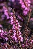 JOHN MASSEY GARDEN, ASHWOOD NURSERIES, WORCESTERSHIRE: PINK FLOWERS, BLOOMS OF HEATHER, ERICA X DARLEYENSIS KRAMERS RED