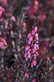JOHN MASSEY GARDEN, ASHWOOD NURSERIES, WORCESTERSHIRE: PINK FLOWERS, BLOOMS OF HEATHER, ERICA X DARLEYENSIS PINK HARMONY