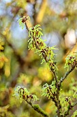 JOHN MASSEY GARDEN, ASHWOOD NURSERIES, WORCESTERSHIRE; MARCH, YELLOW  FLOWERS, BLOOMS OF HAMAMELIS X INTERMEDIA SUNBURST, SHRUBS, SCENTED, FRAGRANT