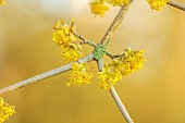 JOHN MASSEY GARDEN, ASHWOOD NURSERIES, WORCESTERSHIRE: YELLOW FLOWERS, BLOOMS OF CORNUS MAS OFFICINALIS, JAPANESE CORNELIAN CHERRY, SHRUBS