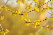 JOHN MASSEY GARDEN, ASHWOOD NURSERIES, WORCESTERSHIRE: YELLOW FLOWERS, BLOOMS OF CORNUS MAS OFFICINALIS, JAPANESE CORNELIAN CHERRY, SHRUBS