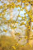 JOHN MASSEY GARDEN, ASHWOOD NURSERIES, WORCESTERSHIRE: YELLOW FLOWERS, BLOOMS OF CORNUS MAS OFFICINALIS, JAPANESE CORNELIAN CHERRY, SHRUBS