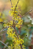 JOHN MASSEY GARDEN, ASHWOOD NURSERIES, WORCESTERSHIRE: YELLOW FLOWERS, BLOOMS OF CORNUS MAS, JAPANESE CORNELIAN CHERRY, SHRUBS