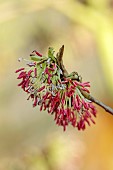 JOHN MASSEY GARDEN, ASHWOOD NURSERIES, WORCESTERSHIRE: RED FLOWERS OF PERSIAN IRONWOOD TREE, PARROTIA PERSICA VANESSA, DECIDUOUS, TREES