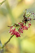 JOHN MASSEY GARDEN, ASHWOOD NURSERIES, WORCESTERSHIRE: RED FLOWERS OF PERSIAN IRONWOOD TREE, PARROTIA PERSICA VANESSA, DECIDUOUS, TREES