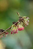 JOHN MASSEY GARDEN, ASHWOOD NURSERIES, WORCESTERSHIRE: RED FLOWERS OF PERSIAN IRONWOOD TREE, PARROTIA PERSICA VANESSA, DECIDUOUS, TREES