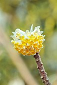 JOHN MASSEY GARDEN, ASHWOOD NURSERIES, WORCESTERSHIRE: MARCH, YELLOW FLOWERS, BLOOMS OF EDGEWORTHIA CHRYSANTHA GRANDIFLORA, SHRUBS, FRAGRANT, SCENTED