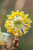 JOHN MASSEY GARDEN, ASHWOOD NURSERIES, WORCESTERSHIRE: MARCH, YELLOW FLOWERS, BLOOMS OF EDGEWORTHIA CHRYSANTHA GRANDIFLORA, SHRUBS, FRAGRANT, SCENTED