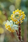 JOHN MASSEY GARDEN, ASHWOOD NURSERIES, WORCESTERSHIRE: MARCH, YELLOW FLOWERS, BLOOMS OF EDGEWORTHIA CHRYSANTHA GRANDIFLORA, SHRUBS, FRAGRANT, SCENTED