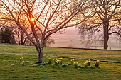 MORTON HALL GARDENS, WORCESTERSHIRE: VIEW WEST, SUNSET, MARCH, DAFFODILS UNDER TREE, NARCISSUS FEBRUARY GOLD
