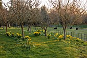 MORTON HALL GARDENS, WORCESTERSHIRE: VIEW WEST, SUNSET, MARCH, DAFFODILS UNDER TREES, NARCISSUS FEBRUARY GOLD, SHEEP