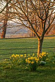 MORTON HALL GARDENS, WORCESTERSHIRE: VIEW WEST, SUNSET, MARCH, DAFFODILS UNDER TREES, NARCISSUS FEBRUARY GOLD