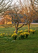 MORTON HALL GARDENS, WORCESTERSHIRE: VIEW WEST, SUNSET, MARCH, DAFFODILS UNDER TREES, NARCISSUS FEBRUARY GOLD