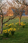 MORTON HALL GARDENS, WORCESTERSHIRE: VIEW WEST, SUNSET, MARCH, DAFFODILS UNDER TREES, NARCISSUS FEBRUARY GOLD