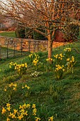 MORTON HALL GARDENS, WORCESTERSHIRE: VIEW WEST, SUNSET, MARCH, DAFFODILS UNDER TREES, NARCISSUS FEBRUARY GOLD