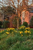 MORTON HALL GARDENS, WORCESTERSHIRE: VIEW WEST, SUNSET, MARCH, DAFFODILS UNDER TREES, NARCISSUS FEBRUARY GOLD