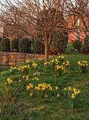 MORTON HALL GARDENS, WORCESTERSHIRE: VIEW WEST, SUNSET, MARCH, DAFFODILS UNDER TREES, NARCISSUS FEBRUARY GOLD