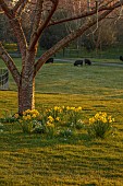 MORTON HALL GARDENS, WORCESTERSHIRE: VIEW WEST, SUNSET, MARCH, DAFFODILS UNDER TREES, NARCISSUS FEBRUARY GOLD, SHEEP