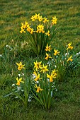 MORTON HALL GARDENS, WORCESTERSHIRE: SUNSET, MARCH, DAFFODILS UNDER TREES, NARCISSUS FEBRUARY GOLD, BULBS