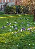 MORTON HALL GARDENS, WORCESTERSHIRE: SUNSET, MARCH, CROCUS IN GRASS, LAWN, BULBS