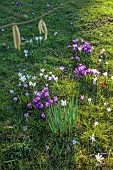 MORTON HALL GARDENS, WORCESTERSHIRE: SUNSET, MARCH, CROCUS IN GRASS, LAWN, BULBS
