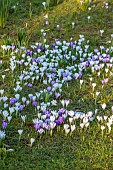 MORTON HALL GARDENS, WORCESTERSHIRE: SUNSET, MARCH, CROCUS IN GRASS, LAWN, BULBS