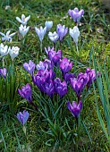 MORTON HALL GARDENS, WORCESTERSHIRE: SUNSET, MARCH, CROCUS IN GRASS, LAWN, BULBS