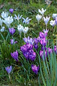 MORTON HALL GARDENS, WORCESTERSHIRE: SUNSET, MARCH, CROCUS IN GRASS, LAWN, BULBS