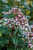 MORTON HALL GARDENS, WORCESTERSHIRE: WHITE, PINK FLOWERS, BLOOMS OF VIBURNUM TINUS EVE PRICE, SHRUBS