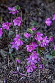 MORTON HALL GARDENS, WORCESTERSHIRE: PINK FLOWERS, BLOOMS OF HEPATICA NOBILIS, PERENNAILS