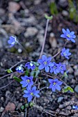 MORTON HALL GARDENS, WORCESTERSHIRE: BLUE FLOWERS, BLOOMS OF HEPATICA NOBILIS, PERENNAILS