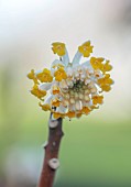 MORTON HALL GARDENS, WORCESTERSHIRE: YELLOW FLOWERS, BLOOMS, OF EDGEWORTHIA CHRYSANTHA GRANDIFLORA, SCENT, SCENTED, FRAGRANT, SHRUBS