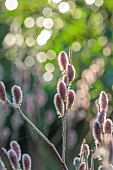 MORTON HALL GARDENS, WORCESTERSHIRE: PINK FLOWERS, BLOOMS, OF WILLOW, SALIX GRACILISTYLA MOUNT ASO, SHRUBS