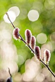 MORTON HALL GARDENS, WORCESTERSHIRE: PINK FLOWERS, BLOOMS, OF WILLOW, SALIX GRACILISTYLA MOUNT ASO, SHRUBS