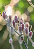 MORTON HALL GARDENS, WORCESTERSHIRE: PINK FLOWERS, BLOOMS, OF WILLOW, SALIX GRACILISTYLA MOUNT ASO, SHRUBS