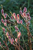 MORTON HALL GARDENS, WORCESTERSHIRE: PINK FLOWERS, BLOOMS, OF WILLOW, SALIX GRACILISTYLA MOUNT ASO, SHRUBS