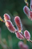 MORTON HALL GARDENS, WORCESTERSHIRE: PINK FLOWERS, BLOOMS, OF WILLOW, SALIX GRACILISTYLA MOUNT ASO, SHRUBS