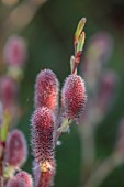 MORTON HALL GARDENS, WORCESTERSHIRE: PINK FLOWERS, BLOOMS, OF WILLOW, SALIX GRACILISTYLA MOUNT ASO, SHRUBS