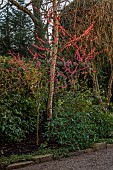 MORTON HALL GARDENS, WORCESTERSHIRE: PINK FLOWERS, BLOOMS OF PRUNUS MUME BENI-CHIDORI, JAPANESE APRICOT, CHERRY, TREES