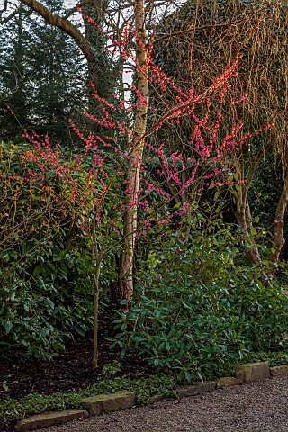 MORTON_HALL_GARDENS_WORCESTERSHIRE_PINK_FLOWERS_BLOOMS_OF_PRUNUS_MUME_BENICHIDORI_JAPANESE_APRICOT_C