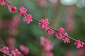 MORTON HALL GARDENS, WORCESTERSHIRE: PINK FLOWERS, BLOOMS OF PRUNUS MUME BENI-CHIDORI, JAPANESE APRICOT, CHERRY, TREES