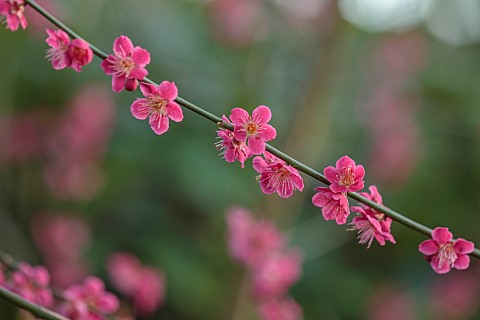 MORTON_HALL_GARDENS_WORCESTERSHIRE_PINK_FLOWERS_BLOOMS_OF_PRUNUS_MUME_BENICHIDORI_JAPANESE_APRICOT_C