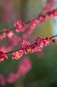 MORTON HALL GARDENS, WORCESTERSHIRE: PINK FLOWERS, BLOOMS OF PRUNUS MUME BENI-CHIDORI, JAPANESE APRICOT, CHERRY, TREES